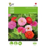 Buzzy Zinnia - Californische Reuzen - Gemengd - Dubbelbloemig - Bloemzaden Kopen?