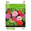 Buzzy Zinnia - Californian Giants - Mixed - Double Flowered - Buy Flower Seeds?