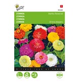 Buzzy Zinnia - Dahlia Flowered - Pompon Dahlia - Buy Flower Seeds? Garden-Select.com