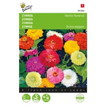 Zinnia - Dahlienblüten