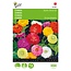 Buzzy Zinnia - Dahlia Flowered - Pompon Dahlia - Buy Flower Seeds? Garden-Select.com