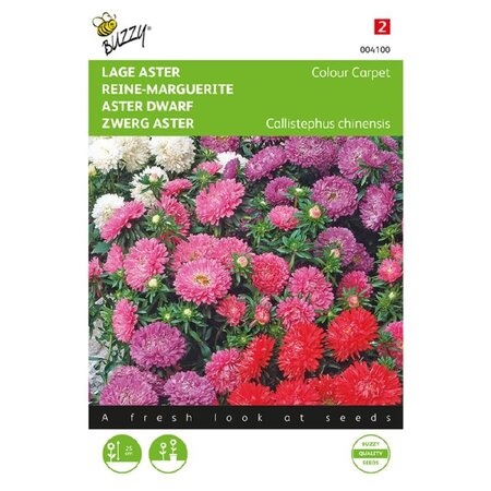 Buzzy Niedrige Aster - Farbe Teppich - Blumensamen kaufen? Garden-Select.de