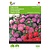 Buzzy Niedrige Aster - Farbe Teppich