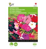 Buzzy Hanging petunia - Pendula - Mixed - Buy Annual Flower Seeds? Garden-Select.com