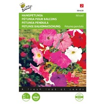 Hanging petunia - Pendula