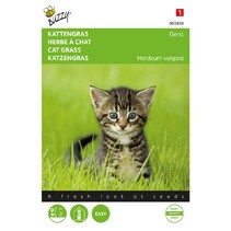 Cat grass - Barley