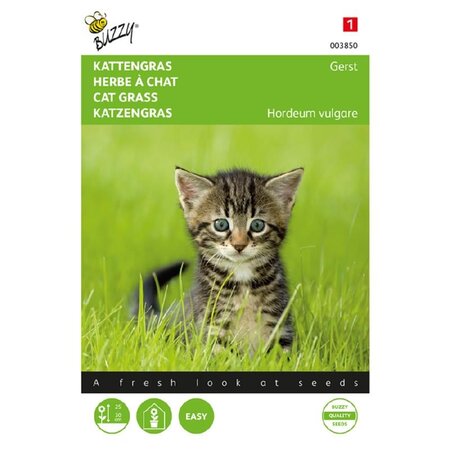 Buzzy Cat Grass - Barley - Order seeds online cheap? Garden-Select.com