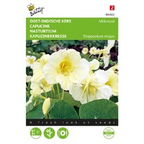 Oost-Indische Kers - Milkmaid