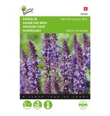 Buzzy Bossalie - New Dimension Blue - Salvia - Buy Perennial Flower Seeds? Garden-Select.com