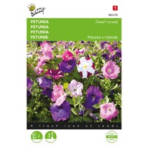 Petunia - Dwarf Mixed