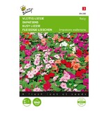 Buzzy Busy Lizzie - Baby Mixed - Buy Flower Seeds Online? - Garden-Select.com