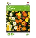 Buzzy Pot Marigold - Fiesta Gitana - Buy flower seeds online? Garden-Select.com