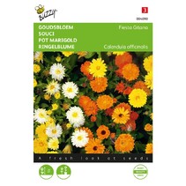 Pot Marigold - Fiesta Gitana