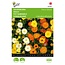 Buzzy Ringelblume - Fiesta Gitana - Blumensamen online kaufen? Garden-Select.de