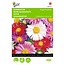 Buzzy Zomeraster - Enkele Bloemen - Gemengde Asterzaden Kopen? Garden-Select.com