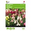 Buzzy Snapdragon - Tom Thumb - Low - Buying Mixed Flower Seeds? Garden-Select.com