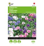 Buzzy Cornflower - Double-Flowered - Buy Mixed Flower Seeds? Garden-Select.com