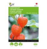 Buzzy Lantern Plant - Buy Perennial Flower Seeds? Garden-Select.com
