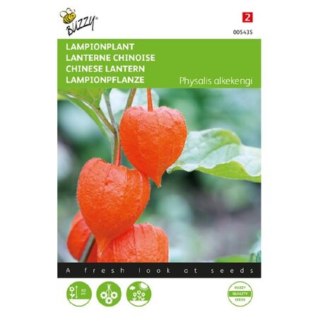 Buzzy Lampionplant - Verwildering - Meerjarige Bloemzaden Kopen? Garden-Select.com