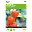 Buzzy Lantern Plant - Buy Perennial Flower Seeds? Garden-Select.com