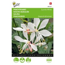 Gaura - Sparkle White