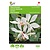 Buzzy Gaura - Sparkle White