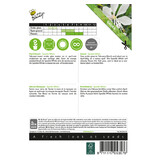 Buzzy Prachtkaars - Fonkelwit - Vaste / Meerjarige Zaden Kopen? Garden-Select.com