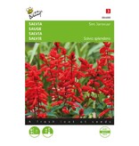 Buzzy Salvia - Sint Jansvuur - Trekt Vlinders Aan - Bloemzaden Kopen? Garden-Select.com
