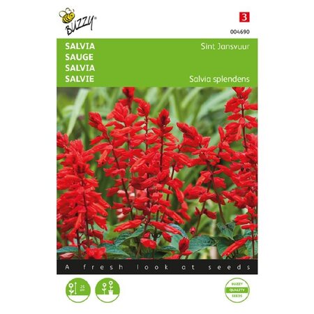 Buzzy Salvia - Sint Jansvuur - Trekt Vlinders Aan - Bloemzaden Kopen? Garden-Select.com
