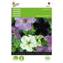 Petunia - Sophistica