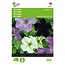 Buzzy Petunia - Sophistica - Buy Mixed Flower Seeds? Garden-Select.com