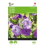 Buzzy Petunie - Ratsmitglied - Niedrige Petunienblüten-Samen kaufen?