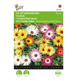 Buzzy Afternoon Flower - Ice Flower - Buy flower Seeds? Garden-Select.com