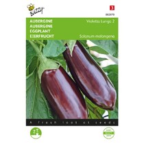 Eggplant - Violetta Lunga 2