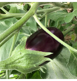 Buzzy Eggplant - Violetta Lunga 2 - Italian Variety - Buy vegetable seeds online? Garden-Select