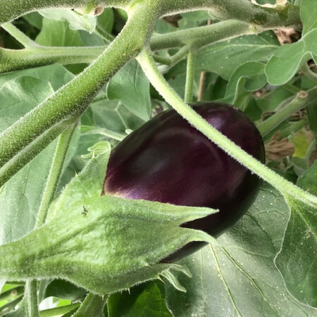 Buzzy Eggplant - Violetta Lunga 2 - Italian Variety - Buy vegetable seeds online? Garden-Select