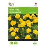 Buzzy Studentenblume - Petite Gelb - Blumensamen kaufen? Garden-Select.de