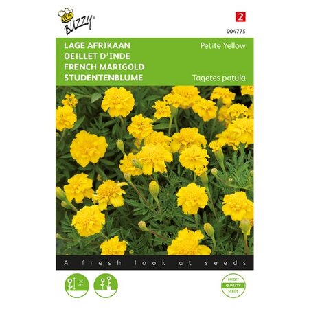 Buzzy Studentenblume - Petite Gelb - Blumensamen kaufen? Garden-Select.de