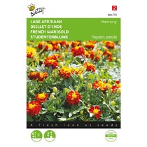 French Marigold - Petite Harmony