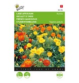 Buzzy Studentenblume - Bonita - Gemischte Blumensamen günstig kaufen? Garden-Select.de