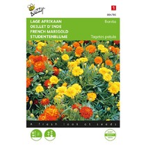 French Marigold - Bonita