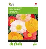 Buzzy Islandsmohn - Excelsior - Gemischte Blumensamen kaufen? Garden Select