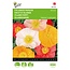 Buzzy Island Poppy - Excelsior - Buy Mixed Flower Seeds? Garden Select