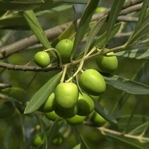 Europäischer Olivenbaum (Olea Europa) - 10 Samen