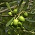 Olivenbäume (europäisch) 3 Pflanzen