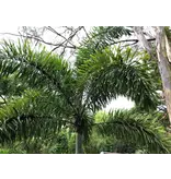 Fuchsschwanzpalme (Wodyetia bifurcata) - Palme aus Australien - Gefiedertes Blatt - 2 Samen