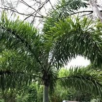 Foxtail palm (Wodyetia bifurcata) - 2 Seeds