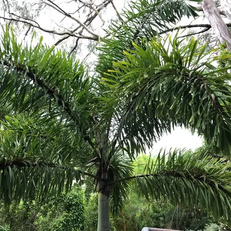 Vossenstaartpalm (Wodyetia bifurcata) - Palm Uit Australië - Pluimvormig Blad - 2 Zaden