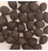 Vossenstaartpalm (Wodyetia bifurcata) - Palm Uit Australië - Pluimvormig Blad - 2 Zaden