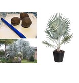 Bismarck Palm (Bismarckia Nobilis) Rare Palm From Madagascar - 2 Seeds